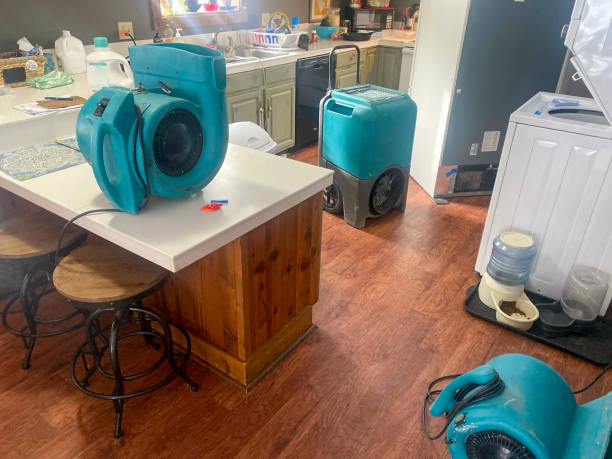Best Mold removal after water damage  in Bogata, TX